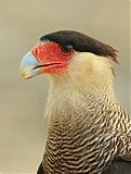 Crested Caracaraborder=